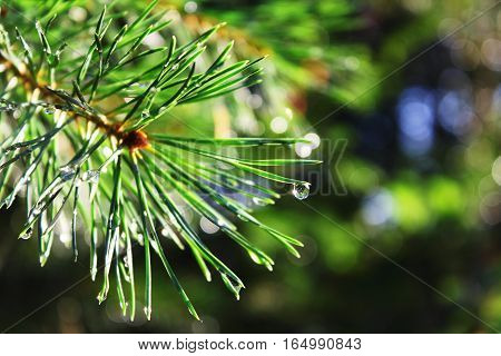 Image detail drop on the pine in forest.