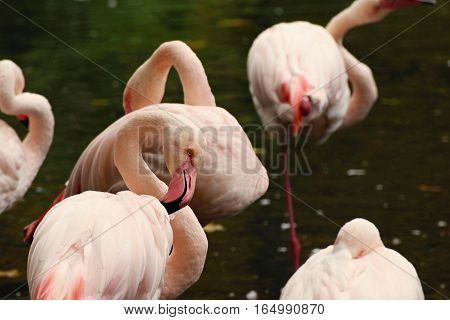 Picture flamingos small and their preening in watter.