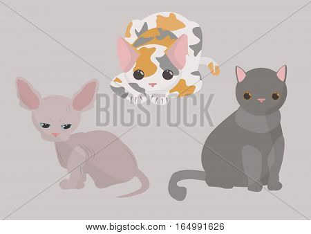 котики
