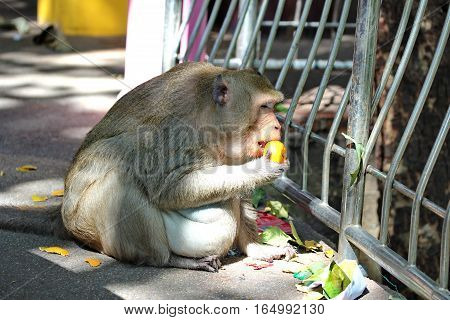 Pregnant Monkey enjoy to be eating orange on the sideway.