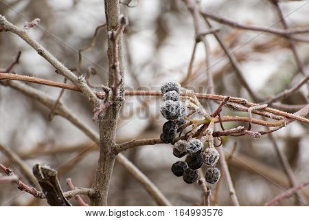 Picture of the detail of frozen berries after the morning frost.