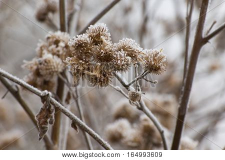 Photographs of the frozen thistles and its immediate surroundings.
