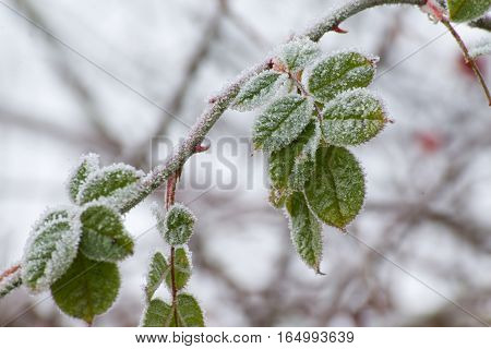 The leaves of frozen raspberries with thorns.