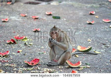 Monkey Enjoy To Be Eating Watermelon.