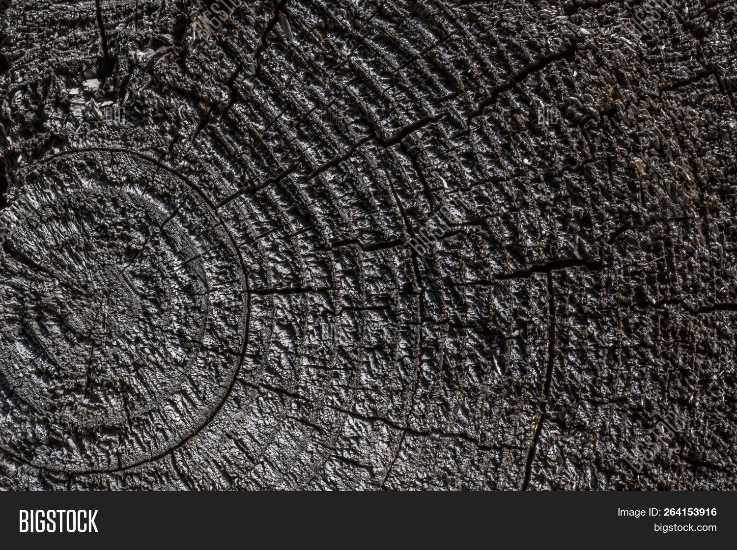 Old Tree Trunk Cracked Image & Photo (Free Trial) Bigstock