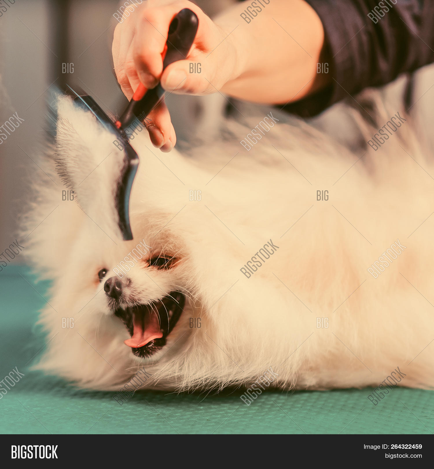 american eskimo haircut