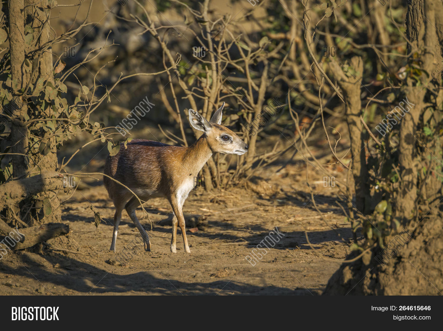 Sharpe Grysbok Kruger Image & Photo (Free Trial) Bigstock