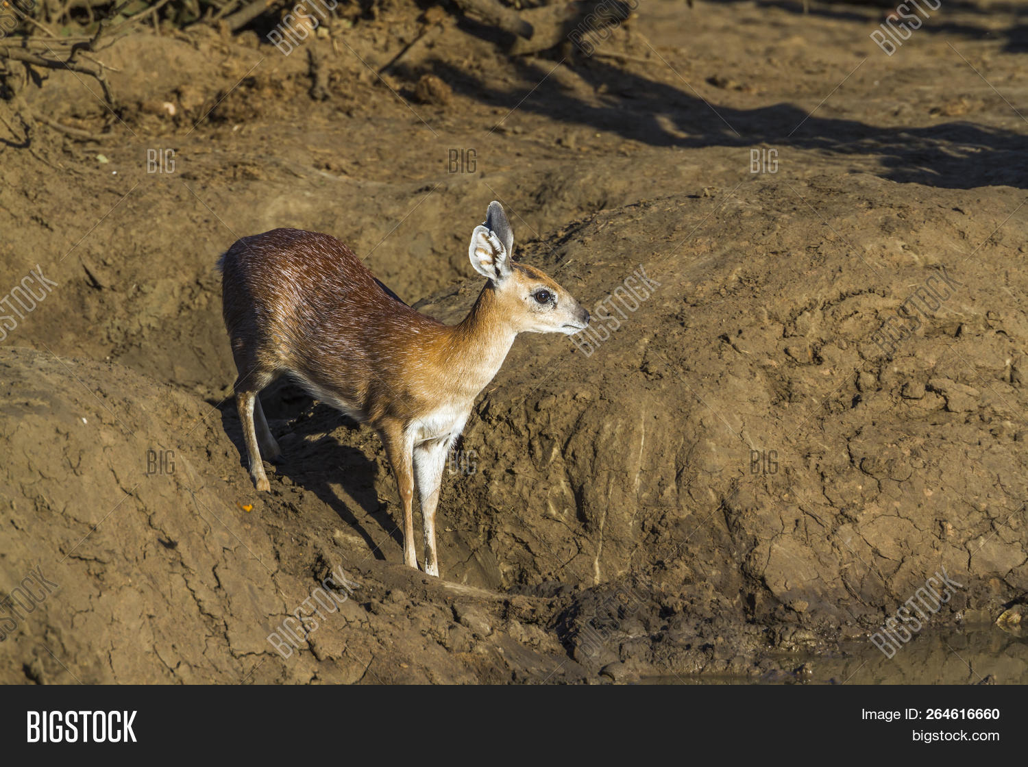 Sharpe Grysbok Kruger Image & Photo (Free Trial) Bigstock
