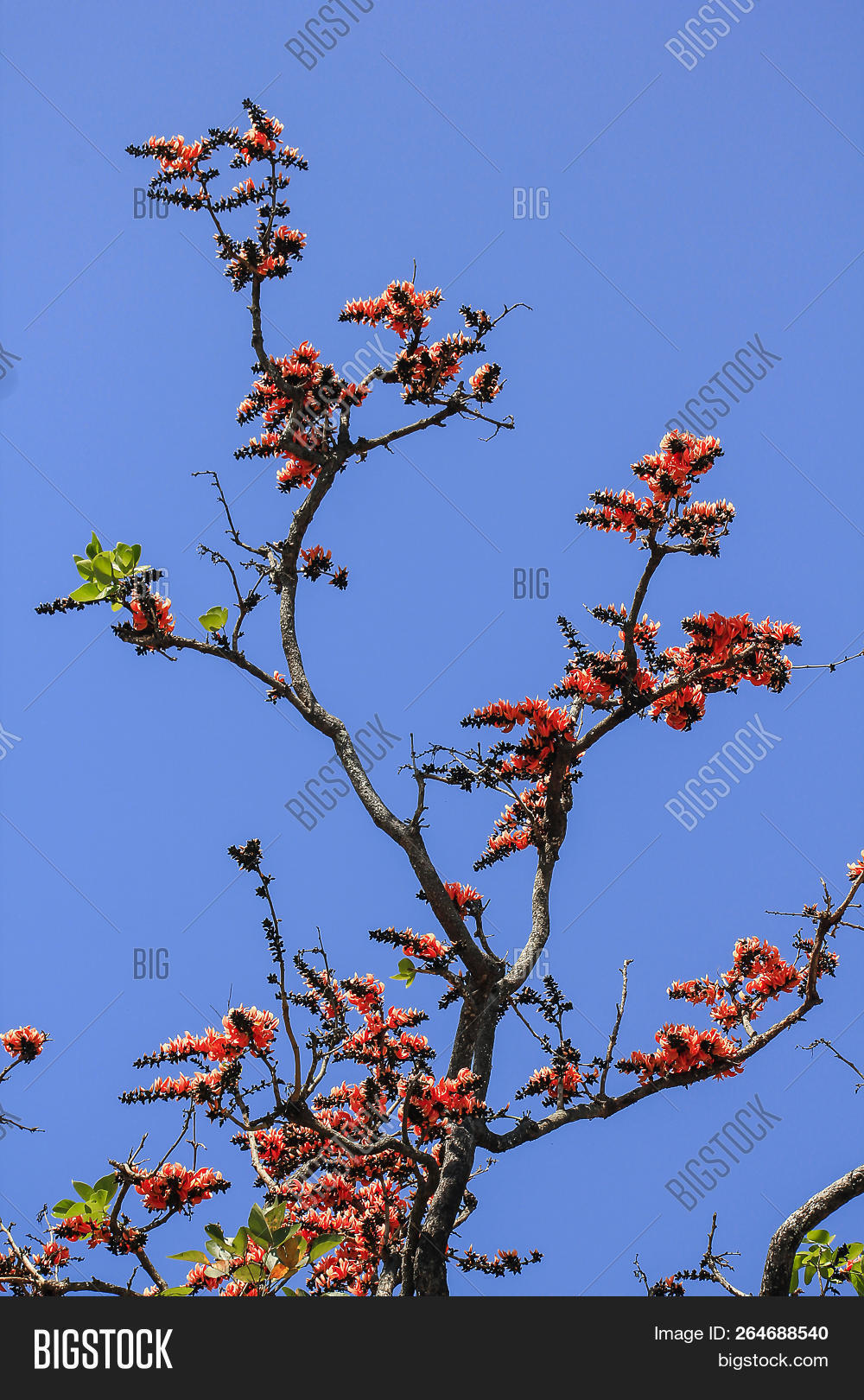 Butea Monosperma Image & Photo (Free Trial) | Bigstock