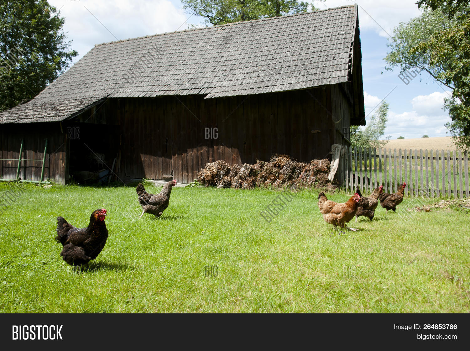 Free Range Chicken Image & Photo (Free Trial) Bigstock