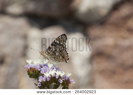 Close Up Butterfly On Phanerogam In Nature
