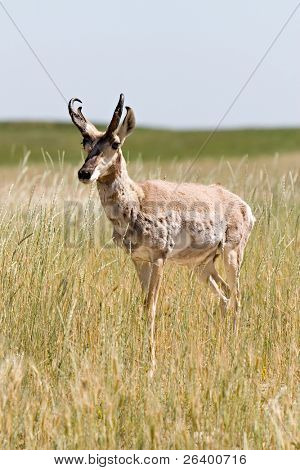 Antilope (Antilocapra americana) nel suo ambiente naturale, wyoming