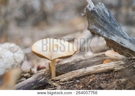 Mushroom Growing In The Autumn Forest Close-up