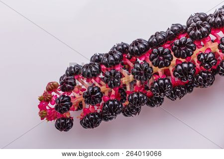 Phytolacca Americana On A White Acrylic Background