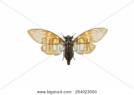 Butterfly Gaeana Cheni Isolated On A White Background