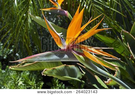 Strelitzia Reginae Exotic Plant Also Known As A Bird Of Paradise Flower Or Crane Flower In A Tropica