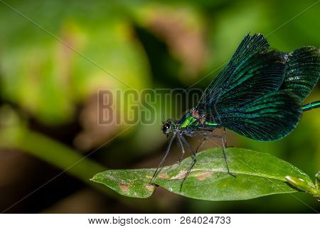 Blue Dragonfly Calopteryx Virgo With Outstretched Wings.
