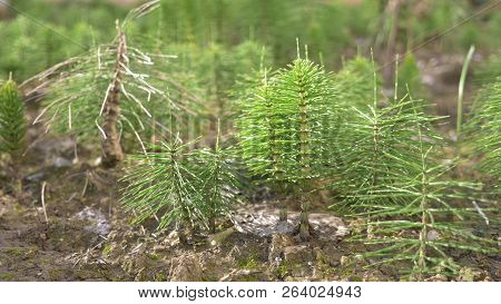 Fresh Green Grove Of Horsetails Herbal Stems Moving With The Wind, Blur Photo