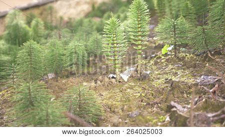 Fresh Green Grove Of Horsetails Herbal Stems Moving With The Wind, Blur Photo