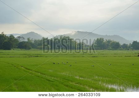 Egret Bird Hunting For Shellfish On Paddy Field In Morning