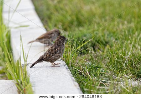 Sparrows On Curbstone Against Blurred Background. Shallow Focus.