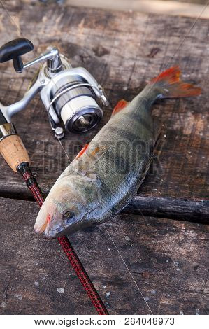 Trophy Fishing. Big Freshwater Perch And Fishing Equipment On Wooden Background..