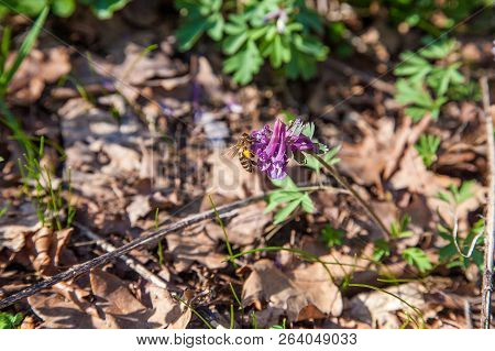 Bee Collecting Polen And Nectar On Flower Purple Wild Flowers Of Corydalis. Spring Forest With Bloom