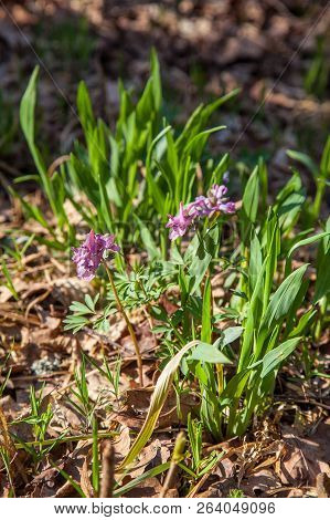 Spring Forest With Blooming Corydalis Cava Flowers.