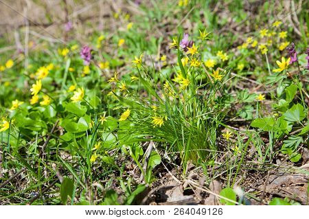 Gagea Lutea, The Yellow Star-of-bethlehem Blooming In The Spring Forest. .