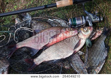 Two Big Freshwater Common Bream Fish And Fishing Rod With Reel On Landing Net..