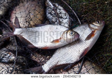 Freshwater White Bream Or Silver Bream On Landing Net..