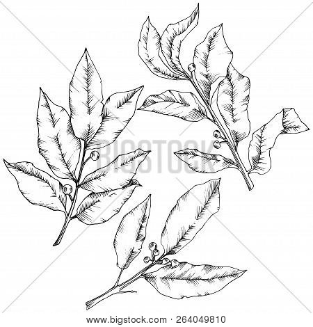 Vector Laurus Leaf. Leaf Plant Botanical Garden Floral Foliage. Isolated Illustration Element.