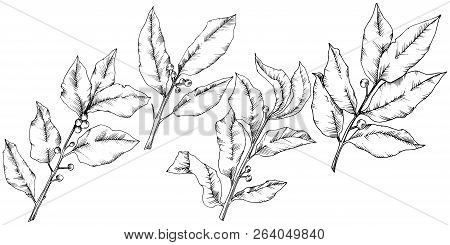 Vector Laurus Leaf. Leaf Plant Botanical Garden Floral Foliage. Isolated Illustration Element.