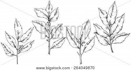 Vector Laurus Leaf. Leaf Plant Botanical Garden Floral Foliage. Isolated Illustration Element.