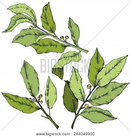Vector Green Laurus Leaf. Leaf Plant Botanical Garden Floral Foliage. Isolated Illustration Element.