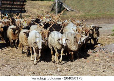 Flock Of Sheep Rural Scene At Animal Farm