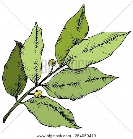 Vector Green Laurus Leaf. Leaf Plant Botanical Garden Floral Foliage. Isolated Illustration Element.