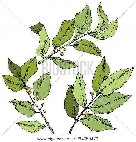 Vector Green Laurus Leaf. Leaf Plant Botanical Garden Floral Foliage. Isolated Illustration Element.