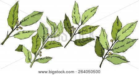 Vector Green Laurus Leaf. Leaf Plant Botanical Garden Floral Foliage. Isolated Illustration Element.