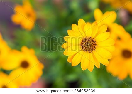 Floral Border Blurred Background, Flowers Yellow Summer Flowers