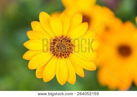 Thymophyllia, Yellow Flowers, Natural Summer Background, Blurred Image, Selective Focus. Summer Spri