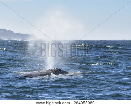 Grey Whale Blow At Depoe Bay, Oregon Near Zodiac Boat