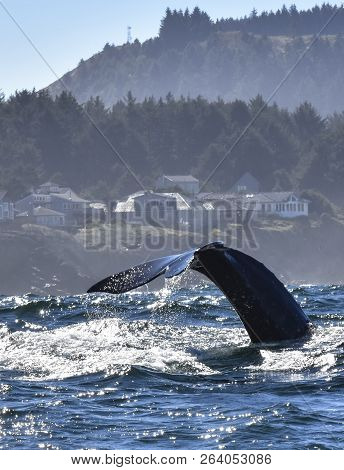 Whale Tail On A Zodiac Trip At Depoe Bay,oregon