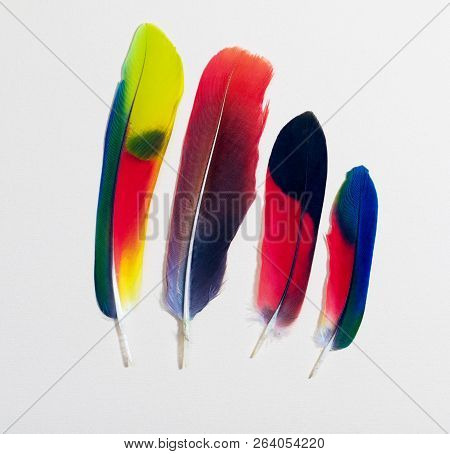Group Of Colorful Parrot Bird Feathers On White