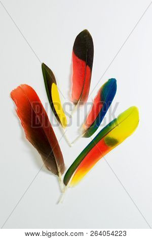 Group Of Colorful Parrot Bird Feathers On White