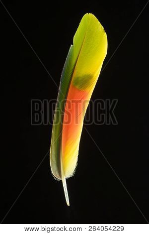 Colorful Yellow And Red Parrot Bird Feather On Black