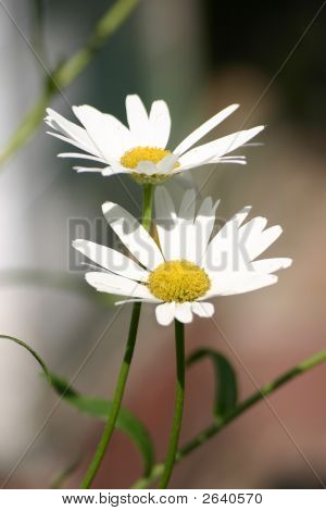 Camomiles
