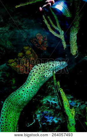 A Photographer Taking A Photo Of A Moray Eel In An Aquarium With The Camera Lens And Her Hand Reflec