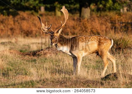 Fallow Deer Stag Pictured In The Uk