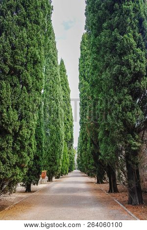 Straight Lane With Old High Cypress Plants, World Wide Symbol Of Death And Mouring
